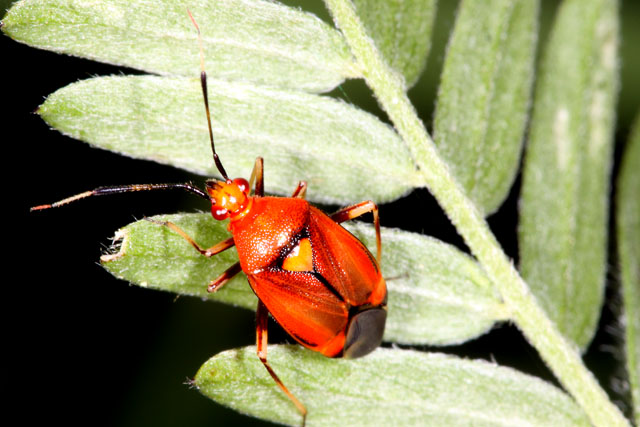 Deraeocoris ruber - Copyright Denis Bourgeois